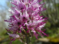 Orchis simia Lam.