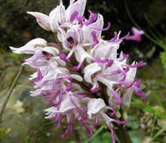 Orchis simia Lam.