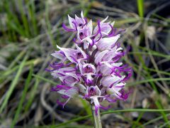 Orchis simia Lam.