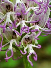 Orchis simia Lam.