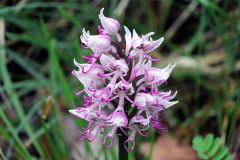 Orchis simia Lam.