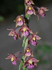 Epipactis atrorubens (Hoffm. ex Bernh.) Besser