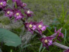 Epipactis atrorubens (Hoffm. ex Bernh.) Besser