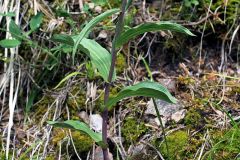 Epipactis atrorubens (Hoffm. ex Bernh.) Besser