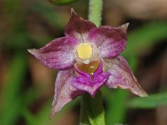 Epipactis atrorubens (Hoffm. ex Bernh.) Besser