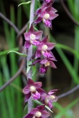 Epipactis atrorubens (Hoffm. ex Bernh.) Besser