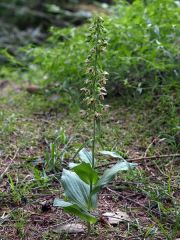 Epipactis helleborine subsp. helleborine (L.) Crantz