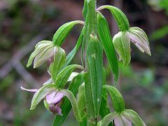 Epipactis helleborine subsp. helleborine (L.) Crantz