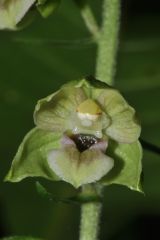 Epipactis helleborine subsp. helleborine (L.) Crantz