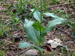 Epipactis helleborine subsp. helleborine (L.) Crantz