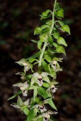 Epipactis helleborine subsp. helleborine (L.) Crantz