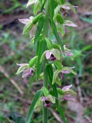 Epipactis helleborine subsp. helleborine (L.) Crantz