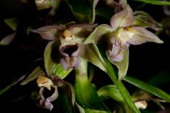 Epipactis helleborine subsp. helleborine (L.) Crantz