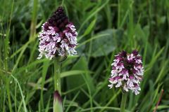 Neotinea ustulata (L.) R.M. Bateman, Pridgeon & M.W. Chase