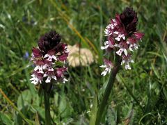 Neotinea ustulata (L.) R.M. Bateman, Pridgeon & M.W. Chase