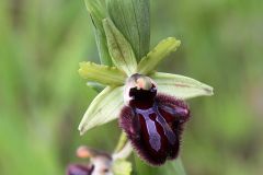 Ophrys incubacea subsp. incubacea Bianca