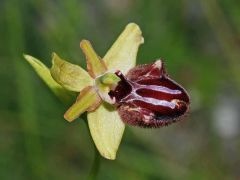 Ophrys incubacea subsp. incubacea Bianca