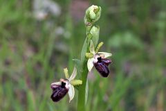 Ophrys incubacea subsp. incubacea Bianca