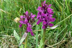 Dactylorhiza majalis (Rchb.) P. F. Hunt & Summerh.