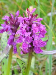 Dactylorhiza majalis (Rchb.) P.F. Hunt & Summerth.