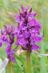 Dactylorhiza majalis (Rchb.) P. F. Hunt & Summerh.