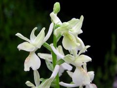 Orchis provincialis Balbis ex Lamarck & DC