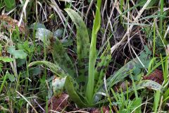 Orchis provincialis Balbis ex Lamarck & DC