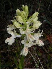 Orchis provincialis Balbis ex Lamarck & DC