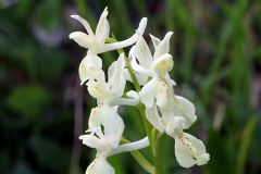 Orchis provincialis Balb. ex Lam. & DC.