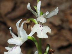 Orchis provincialis Balbis ex Lamarck & DC