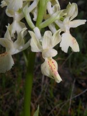 Orchis provincialis Balbis ex Lamarck & DC