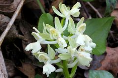 Orchis provincialis Balbis ex Lamarck & DC