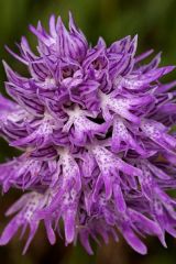 Orchis italica Poiret