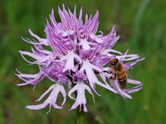 Orchis italica Poiret