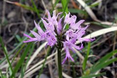 Orchis italica Poiret