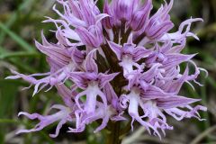 Orchis italica Poiret