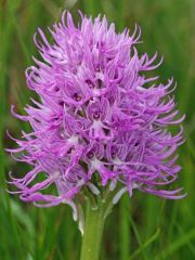 Orchis italica Poiret