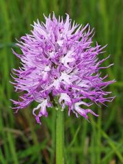 Orchis italica Poiret