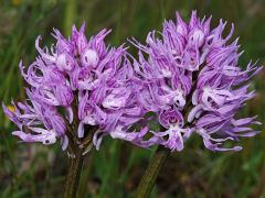 Orchis italica Poiret