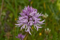 Orchis italica Poiret