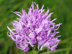 Orchis italica Poiret