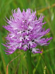 Orchis italica Poiret