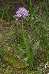 Orchis italica Poiret