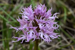 Orchis italica Poiret