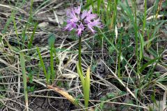 Orchis italica Poiret