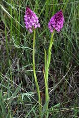 Anacamptys pyramidalis (L.) Rich.