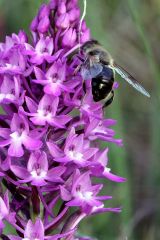 Anacamptys pyramidalis (L.) Rich.