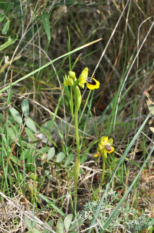 Ophrys lutea subsp. lutea Cav.