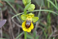 Ophrys lutea subsp. lutea Cav.