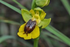 Ophrys lutea subsp. lutea Cav.